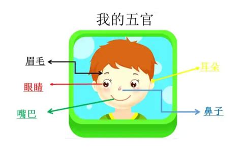 眼耳口鼻五官|五官（面部特征）